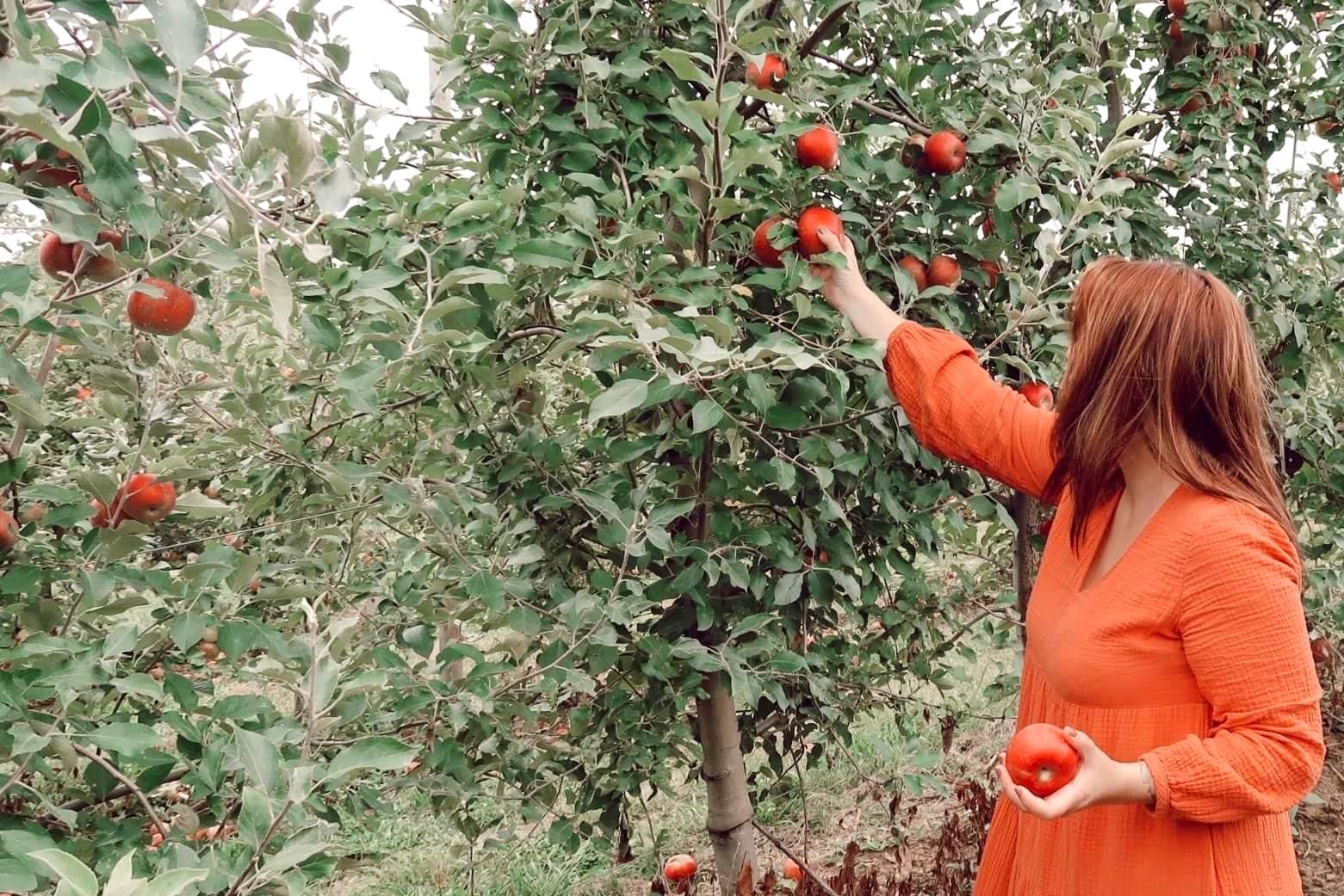 A woman in an orange dress is picking apples from an apple tree.