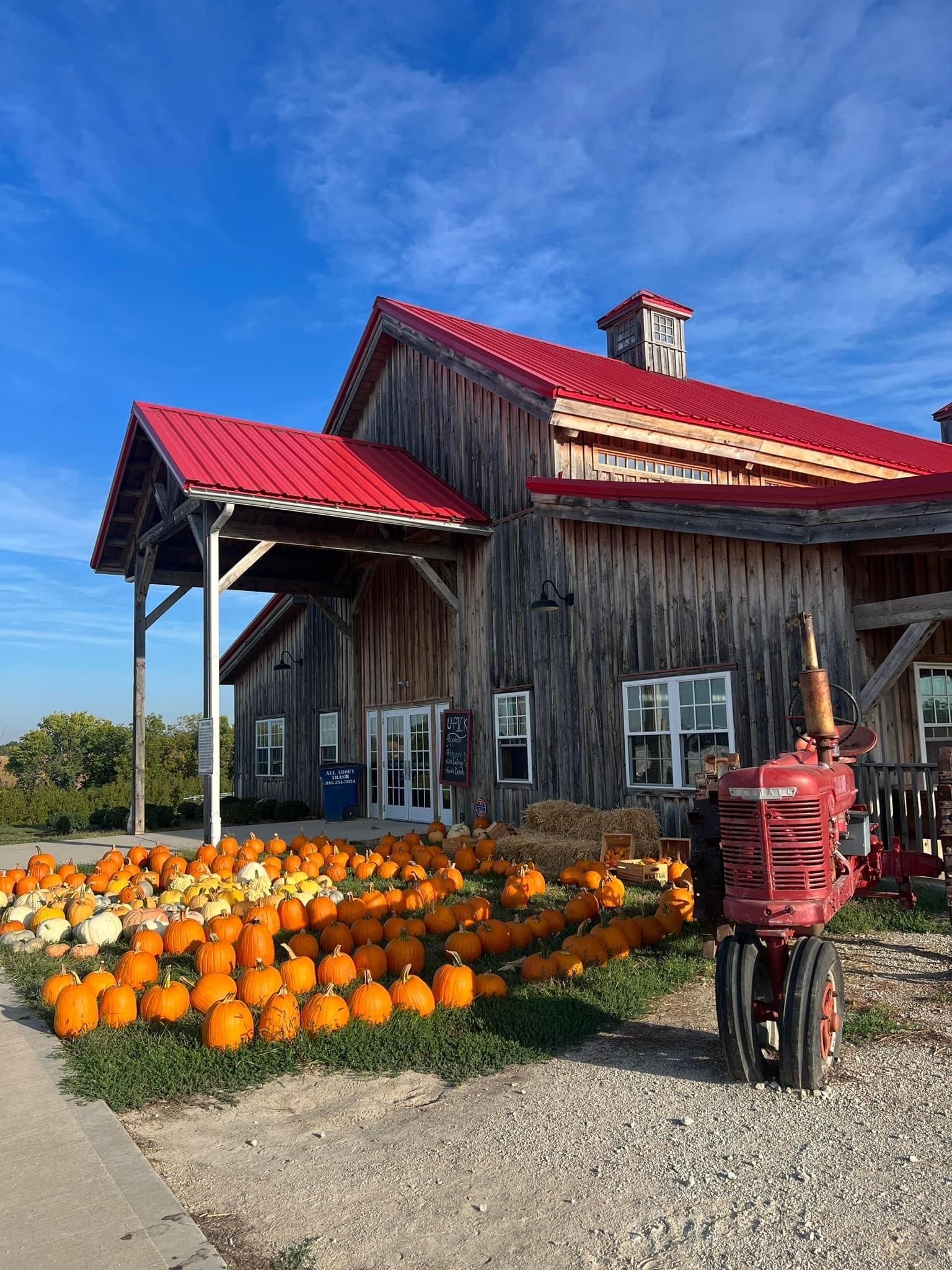A tractor is parked in front of a barn filled with pumpkins.