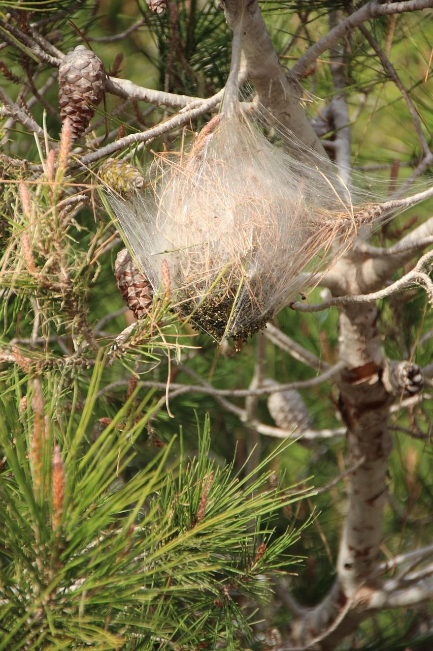 Nid de chenilles processionnaires des pins Calvados 