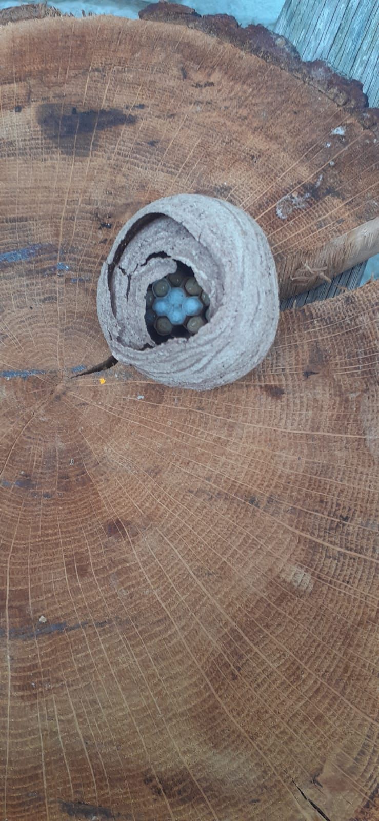 Nid de guêpes en construction Traitement rapide et efficace sur un nid de guêpes sous cabanon de jardin à Caen