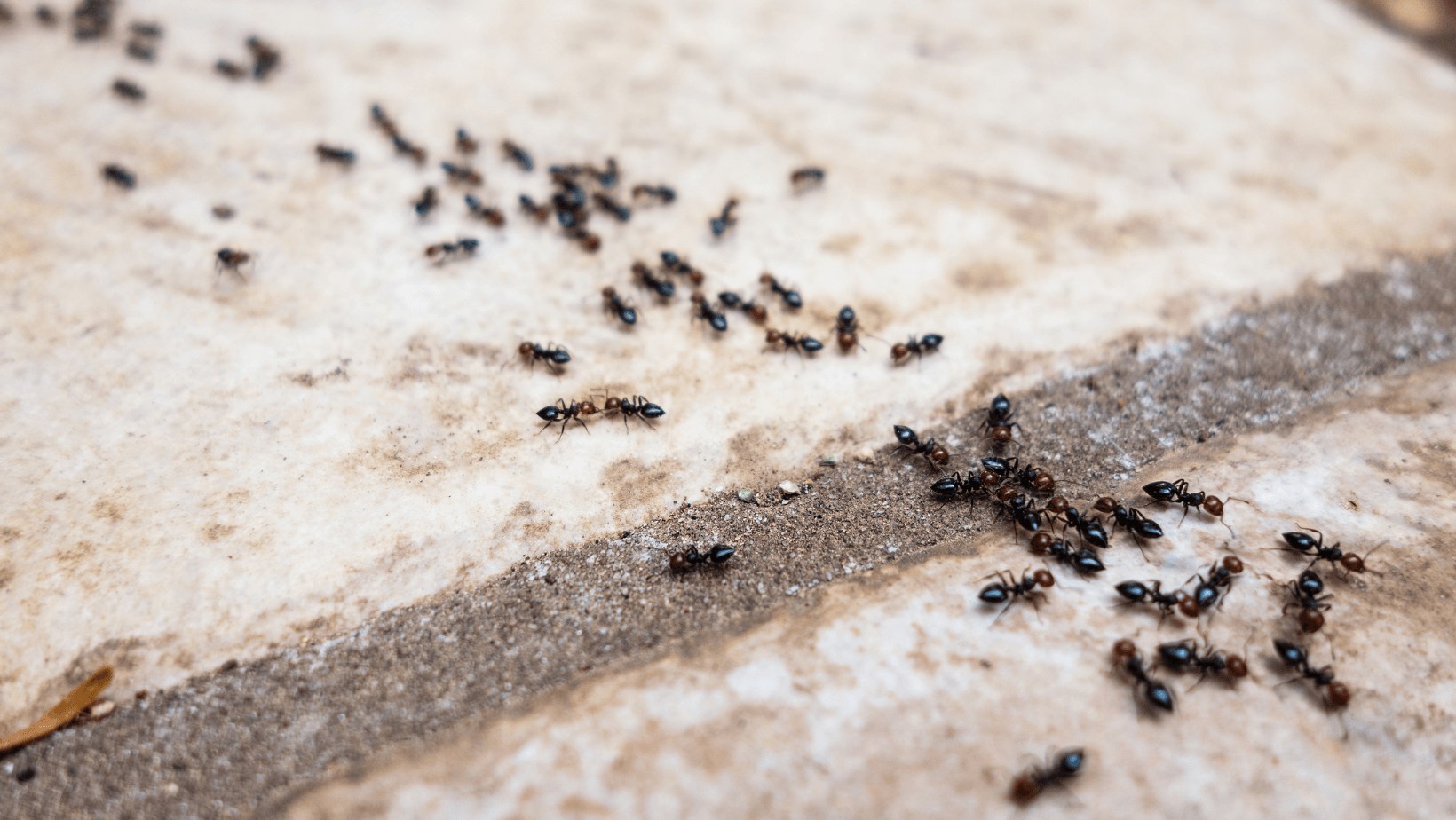 Invasion de fourmis dans le Calvados ? NGAN Calvados intervient rapidement