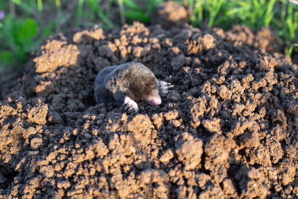 Taupe sortant de terre après avoir retourné votre jardin