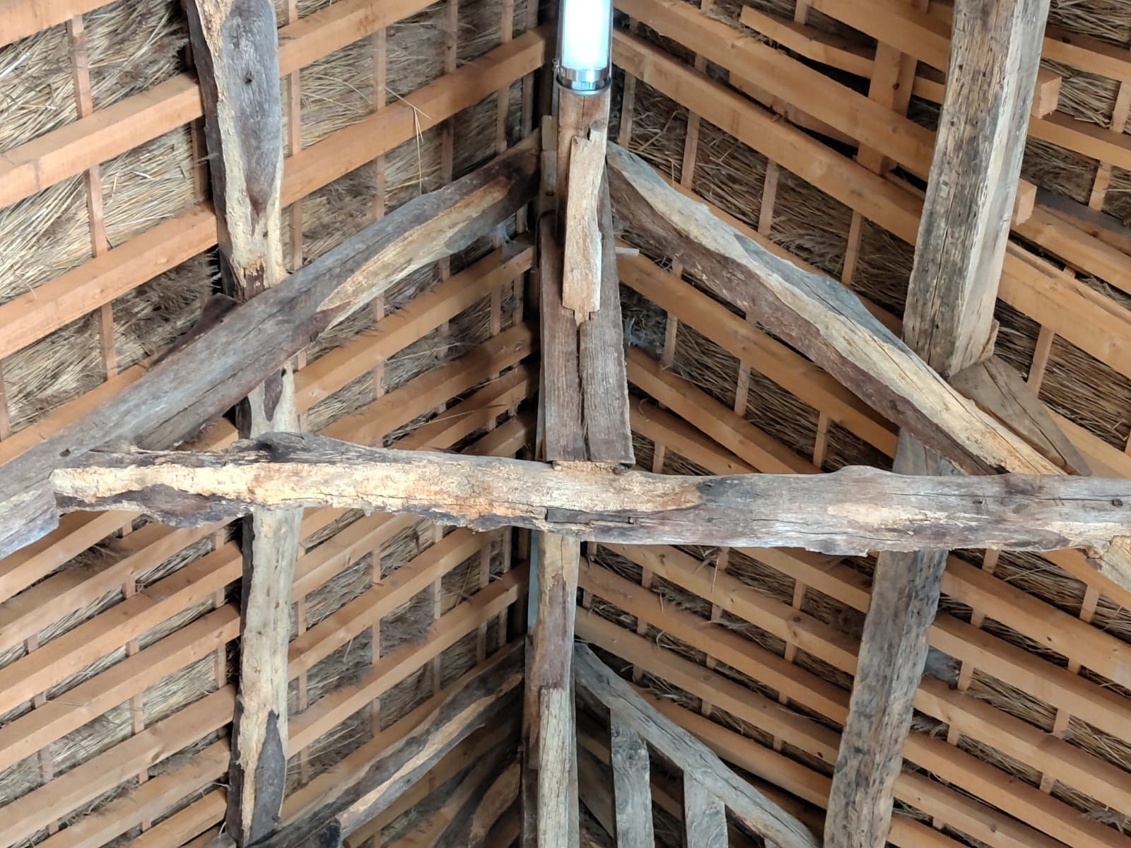 Charpente en bois endommagée par des capricornes : trous d’envol, sciure, galeries internes révélées
