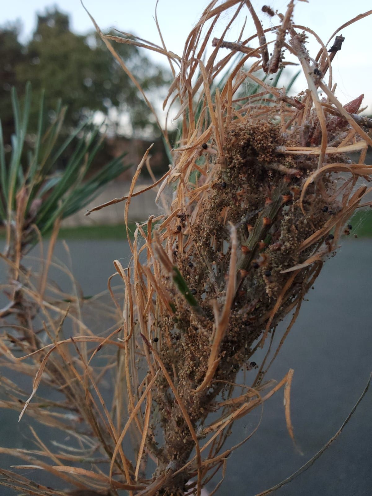 Nid de chenilles processionnaires en construction dans un pin Nid de chenilles processionnaires en construction dans un pin