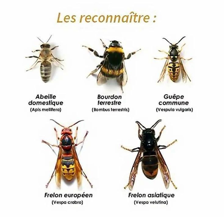 Savoir reconnaitre et différencier les abeilles, les guêpes et les frelons - NGAN Calvados