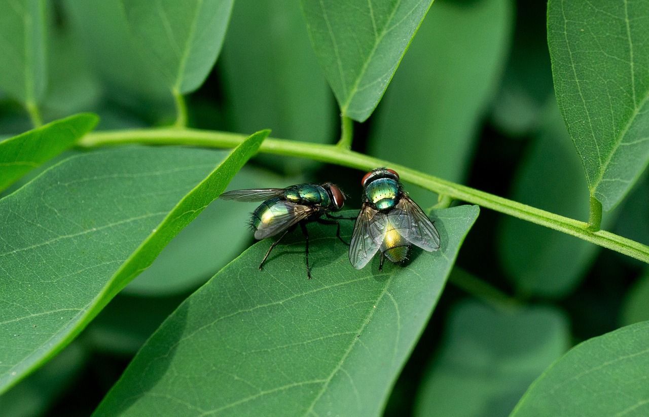 Présence de mouches dans un jardin du Calvados