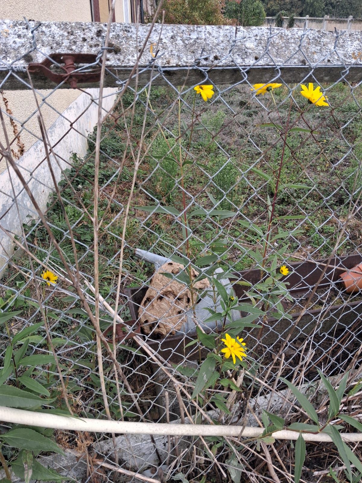 Photo d’un nid de frelons asiatiques dans un arrosoir de jardin, traité par NGAN Calvados