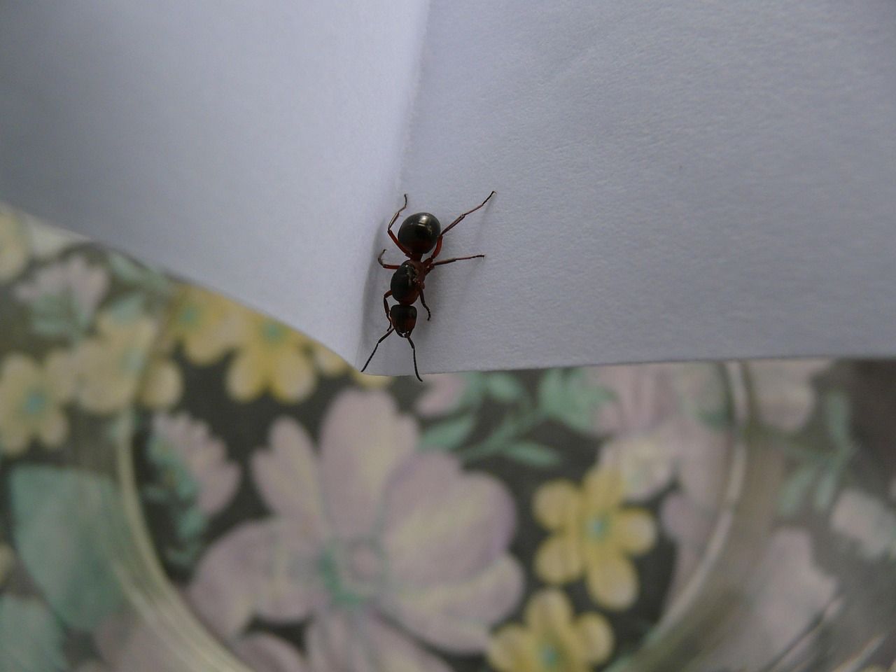 Fourmis dans un salle à manger