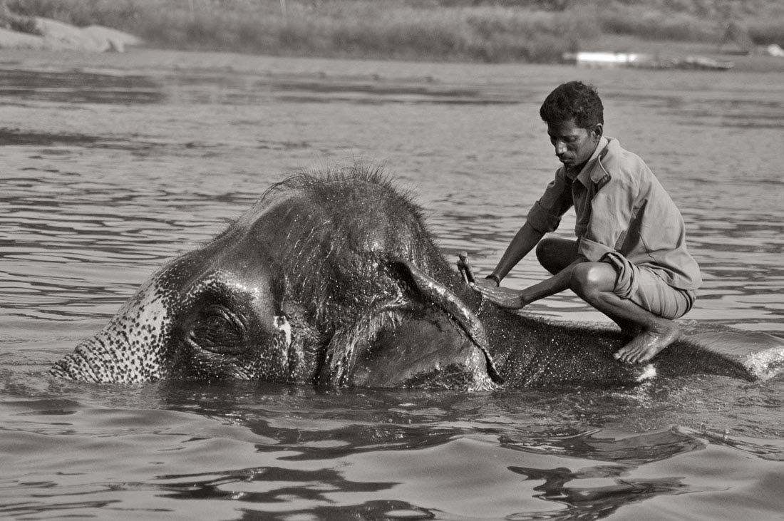 art photography, elephants, travel tourism