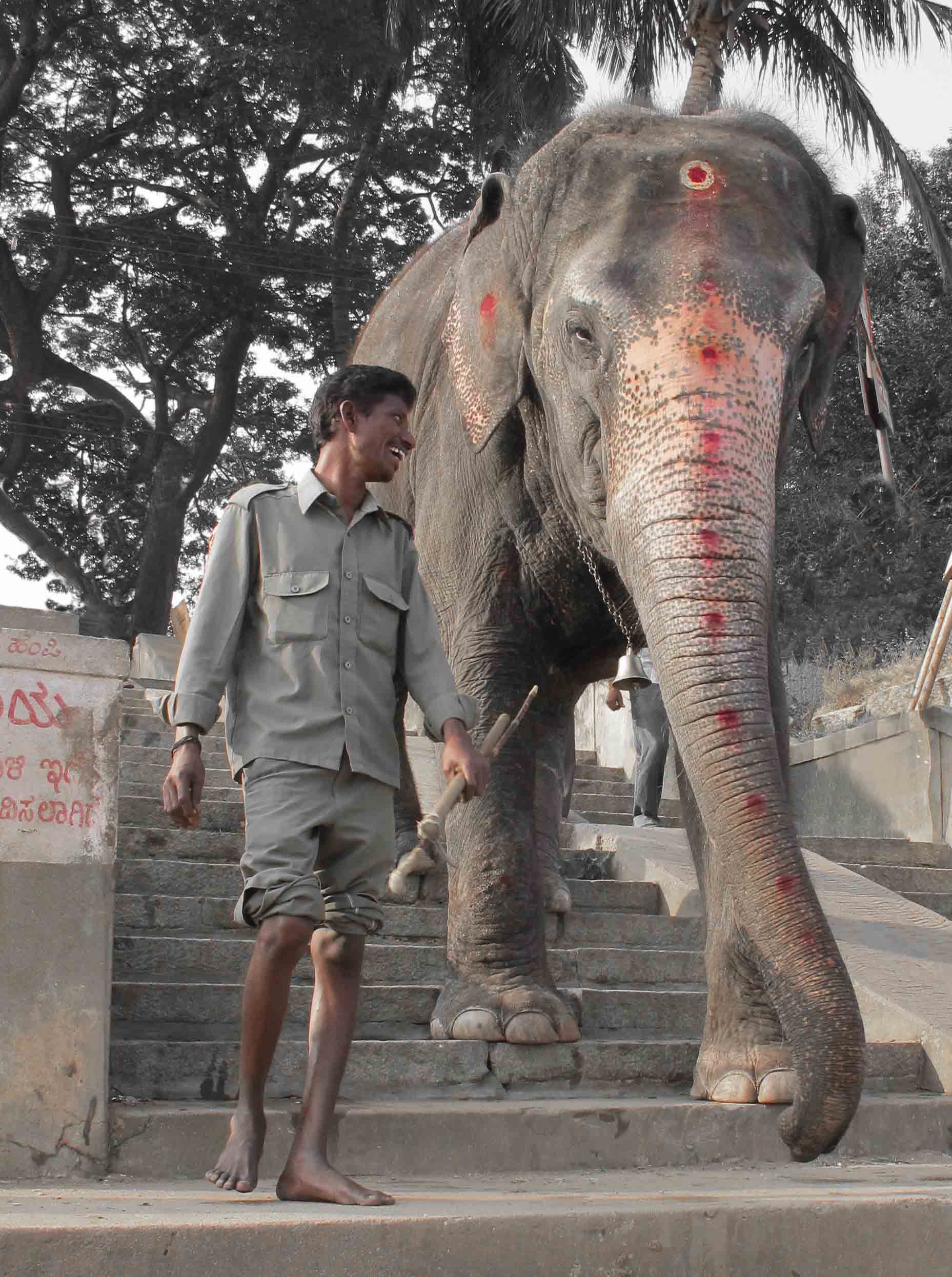 elephants, travel, tourism