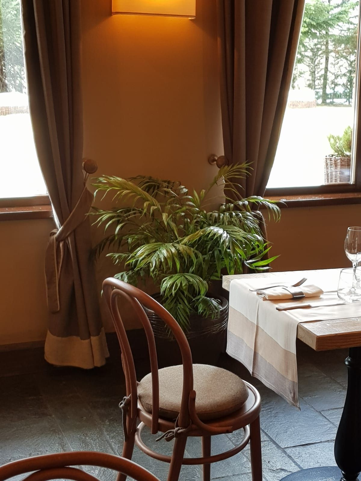 piante da interno eleganti
