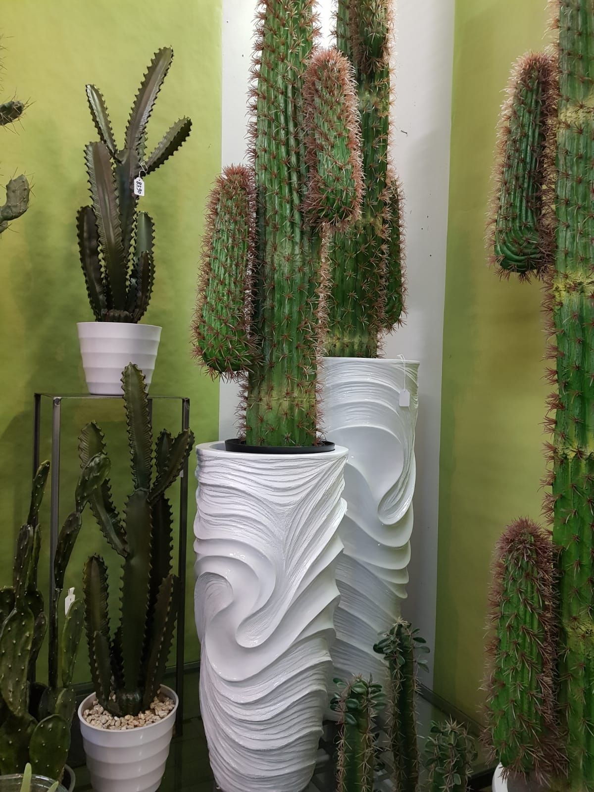 piante decorative in vaso