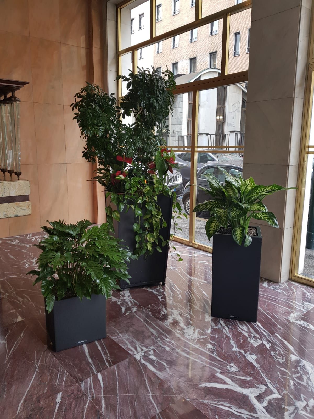 composizioni di piante per interni