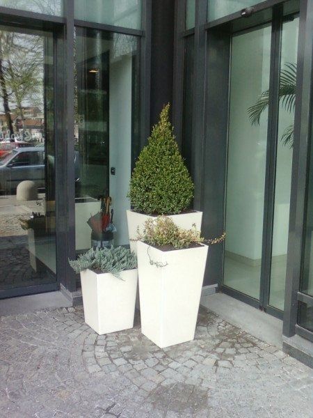 piante in vaso da esterno