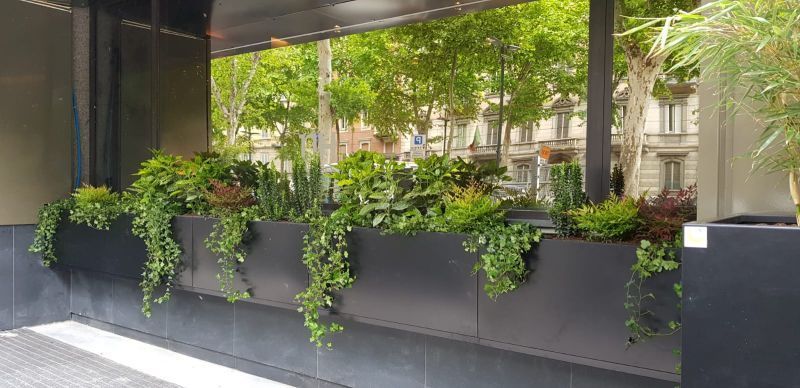 piante in vaso per zone esterne