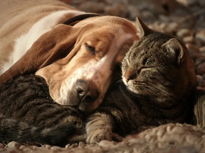 Sleeping dog cuddling a tabby cat on a blanket