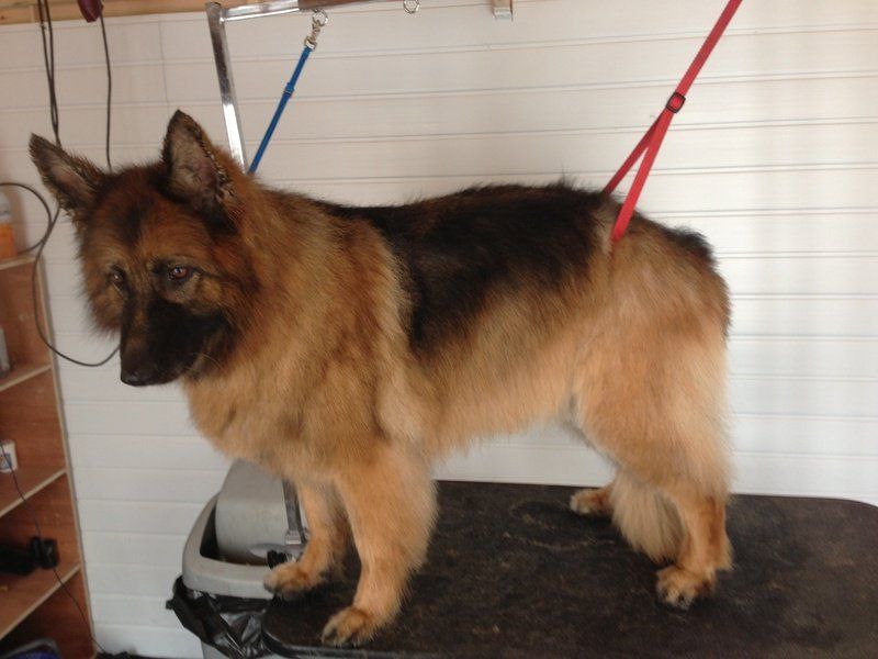 A German shepard