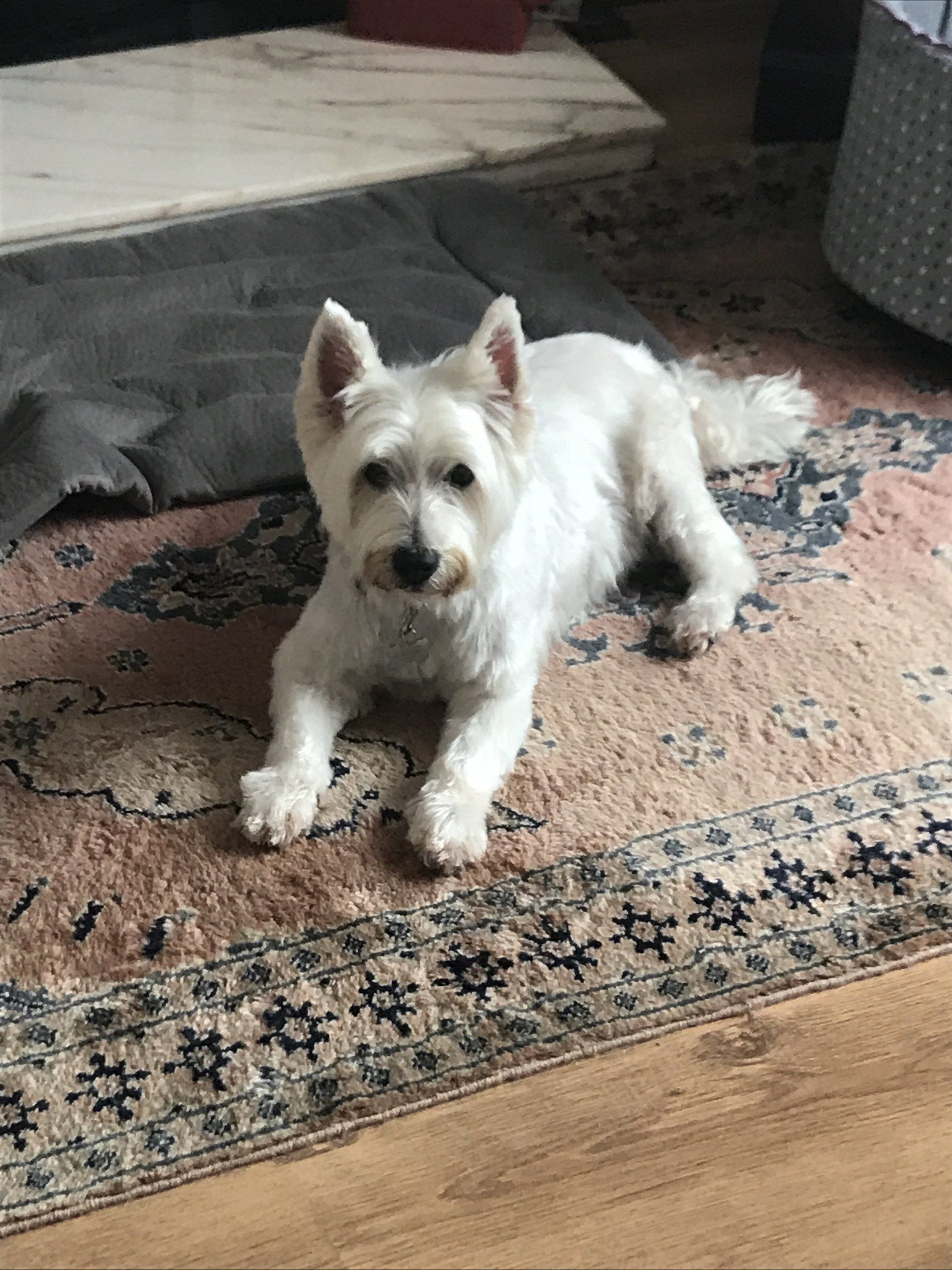 A dog seated on carpet