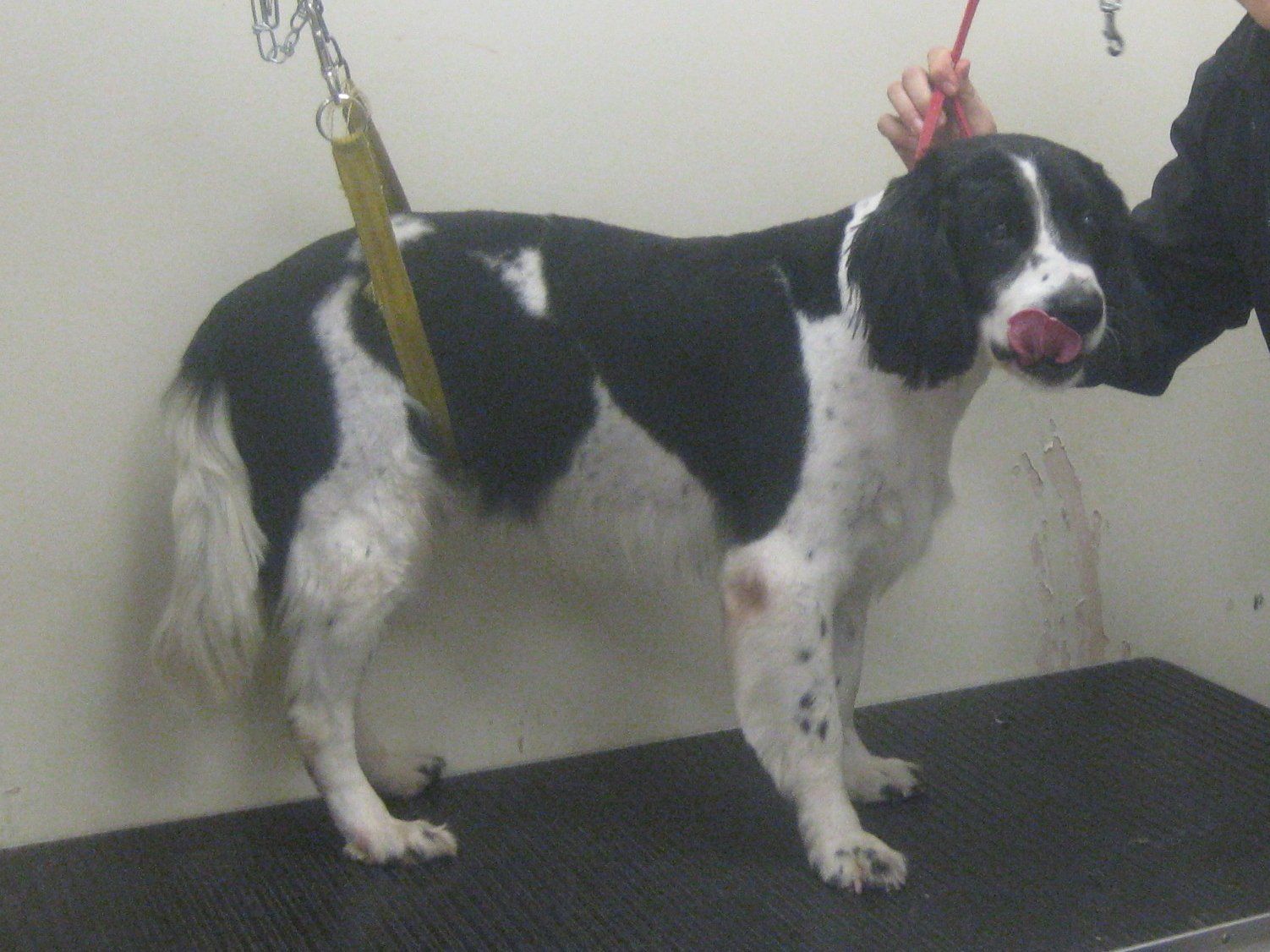 A pet standing
