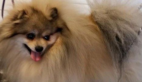 Pet grooming