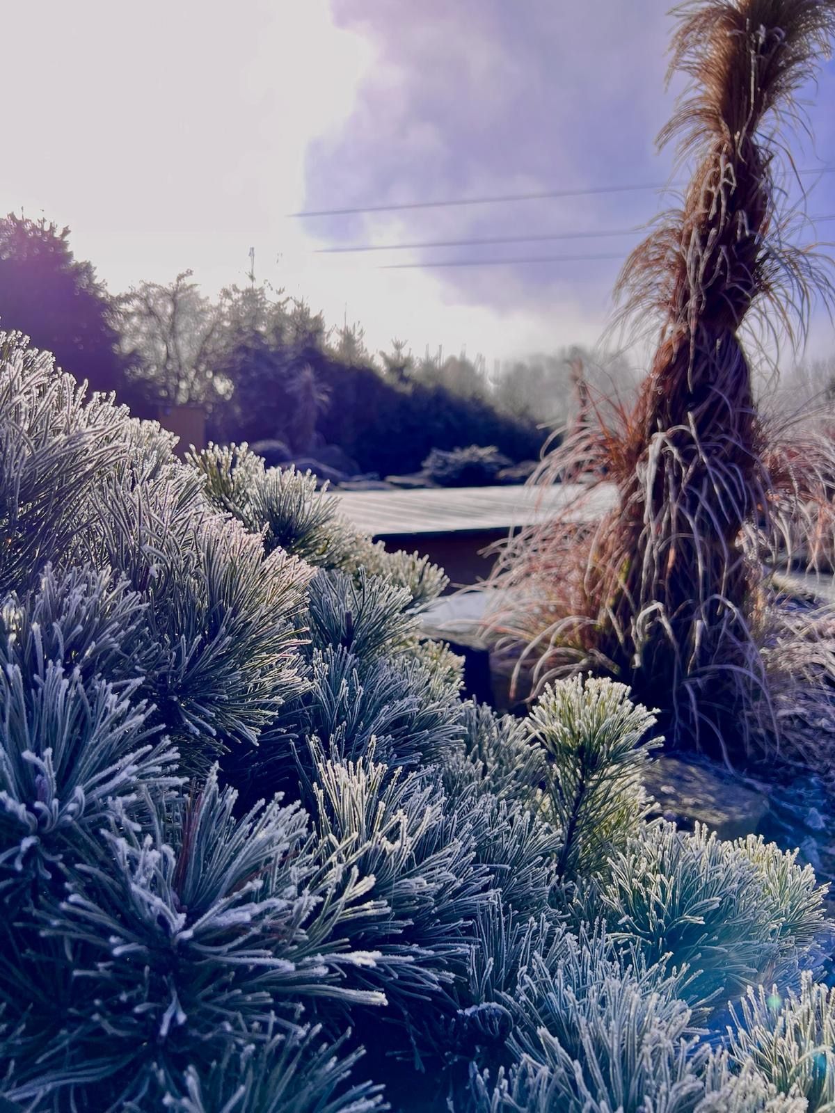 Frost-covered plants in a garden on a hazy day, with tall dry grasses and a wooden structure.