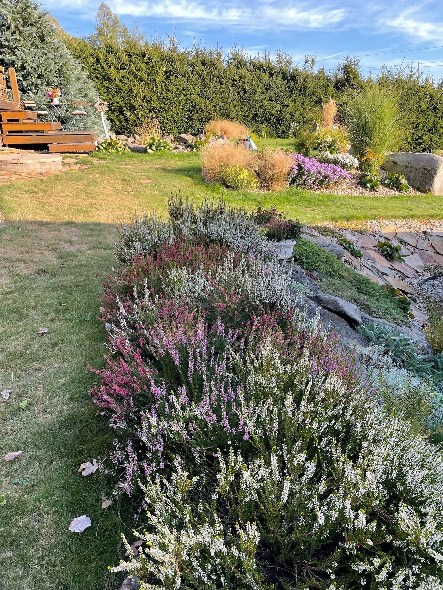 Flowering heather plants with pink, white, and lavender blooms in a sunny garden.