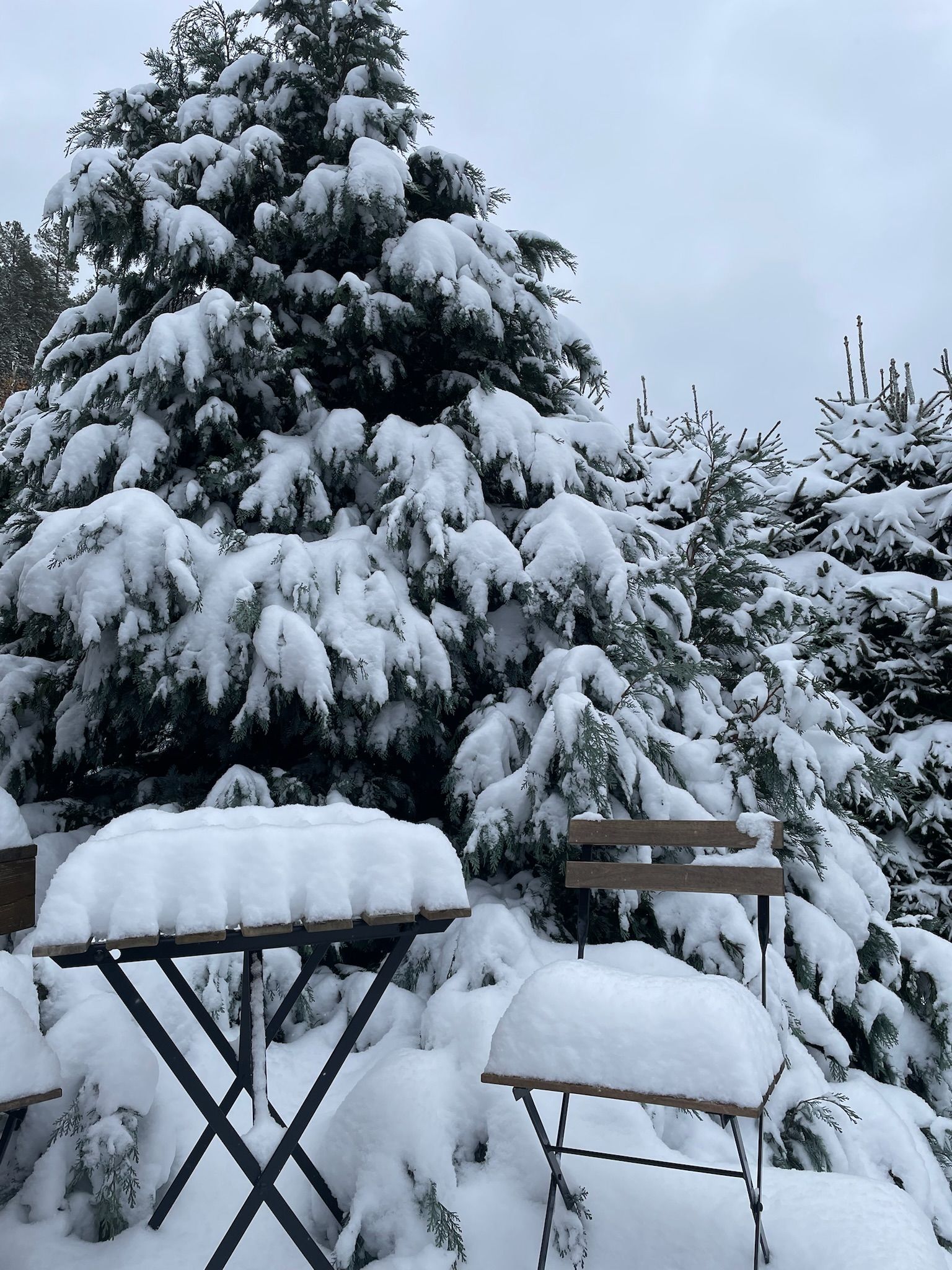 Snow-covered outdoor bistro set with a large evergreen tree in a snowy backyard.