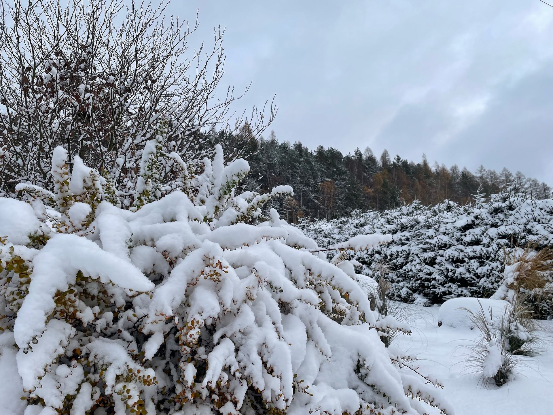 Snow-covered shrubs in a winter landscape, with trees in the background under a cloudy sky.