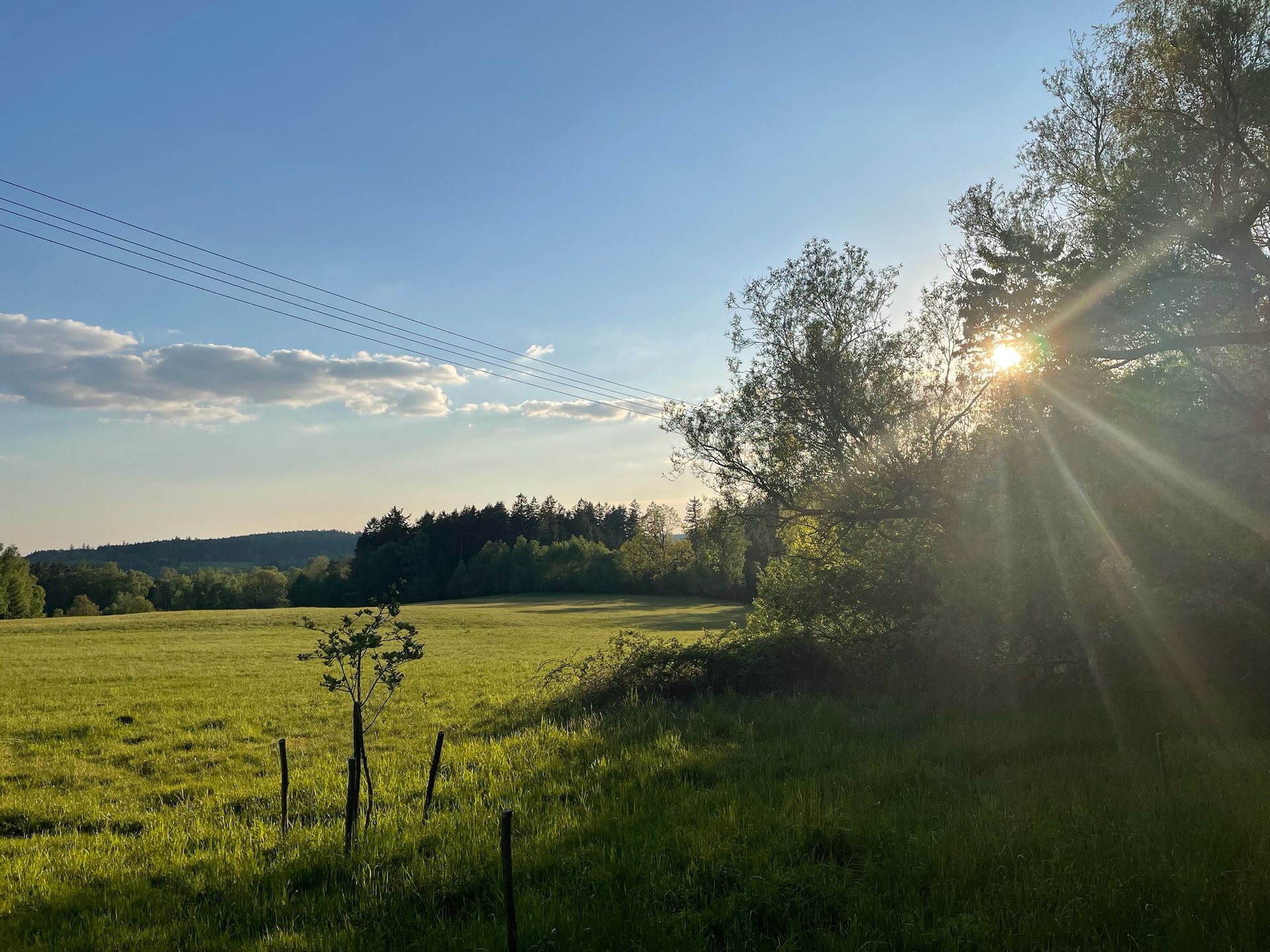 Zelené pole se sluncem prosvítajícím skrz stromy; ptáci v letu.