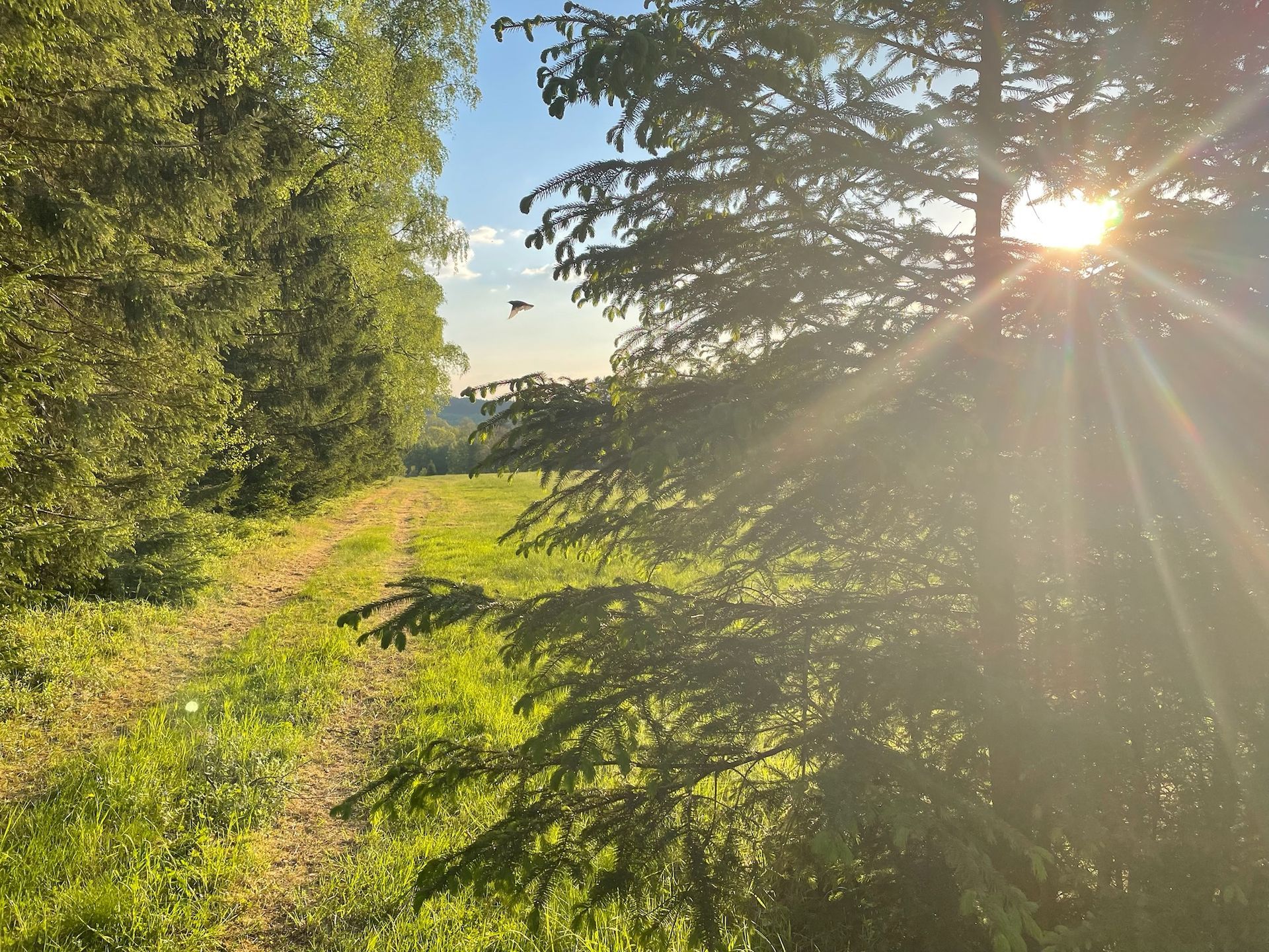Sunlight streams through trees, illuminating a grassy path through a forest.
