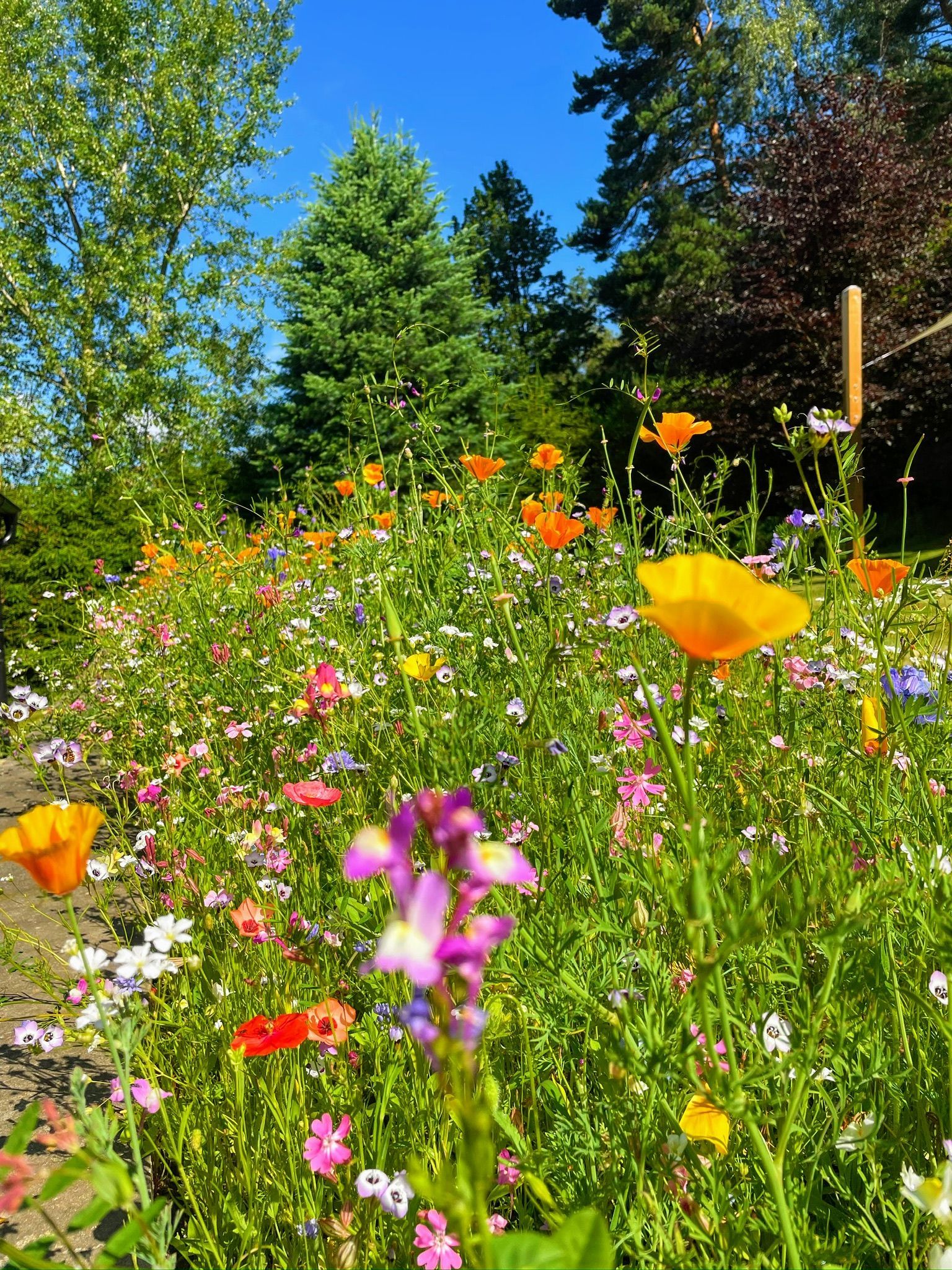 Wildflower garden in bloom; orange poppies, purple snapdragons, and colorful wildflowers against a blue sky.