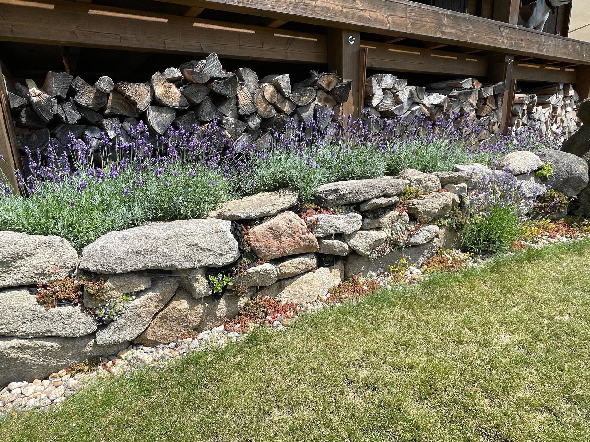 Stone wall with lavender and firewood storage under a wooden structure, next to green grass.