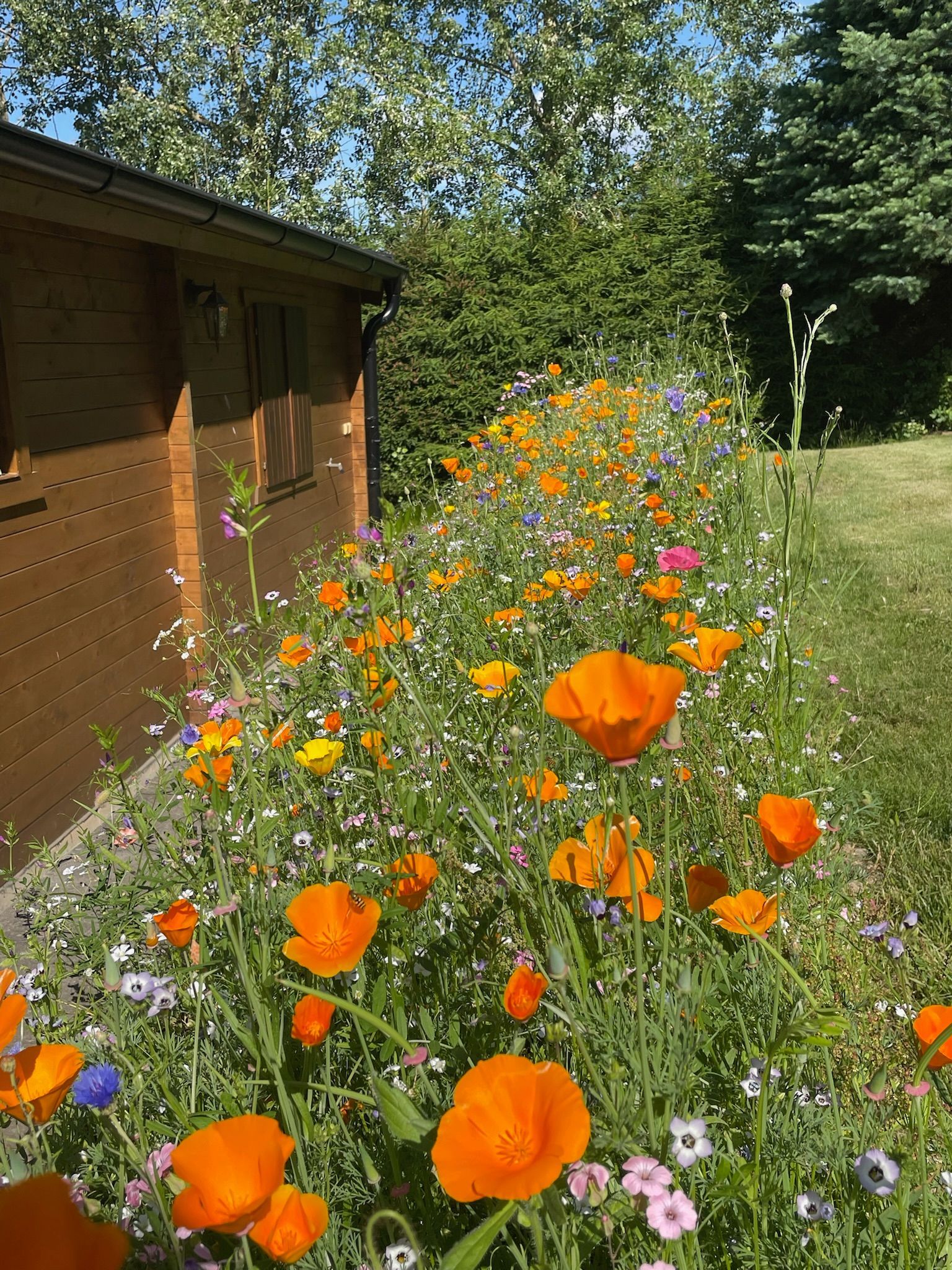 Orange poppies and wildflowers bloom next to a wooden building on a sunny day.