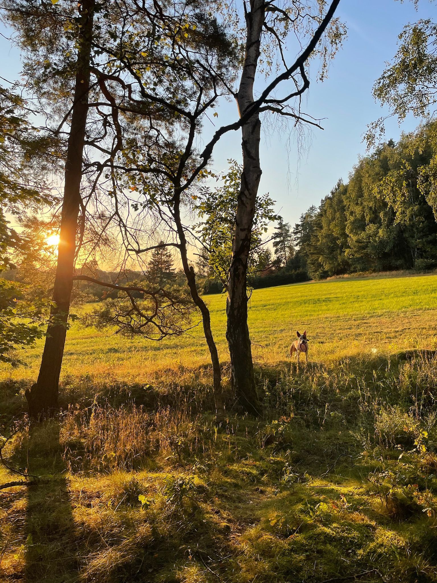 Sunset over a grassy meadow framed by trees, with soft sunlight and a deer in the distance.