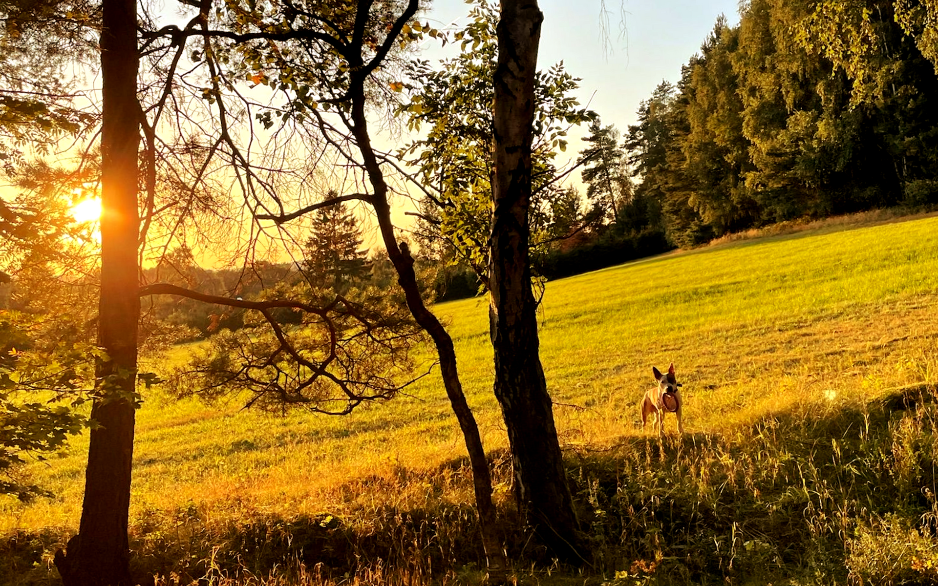Zlatý západ slunce skrz stromy