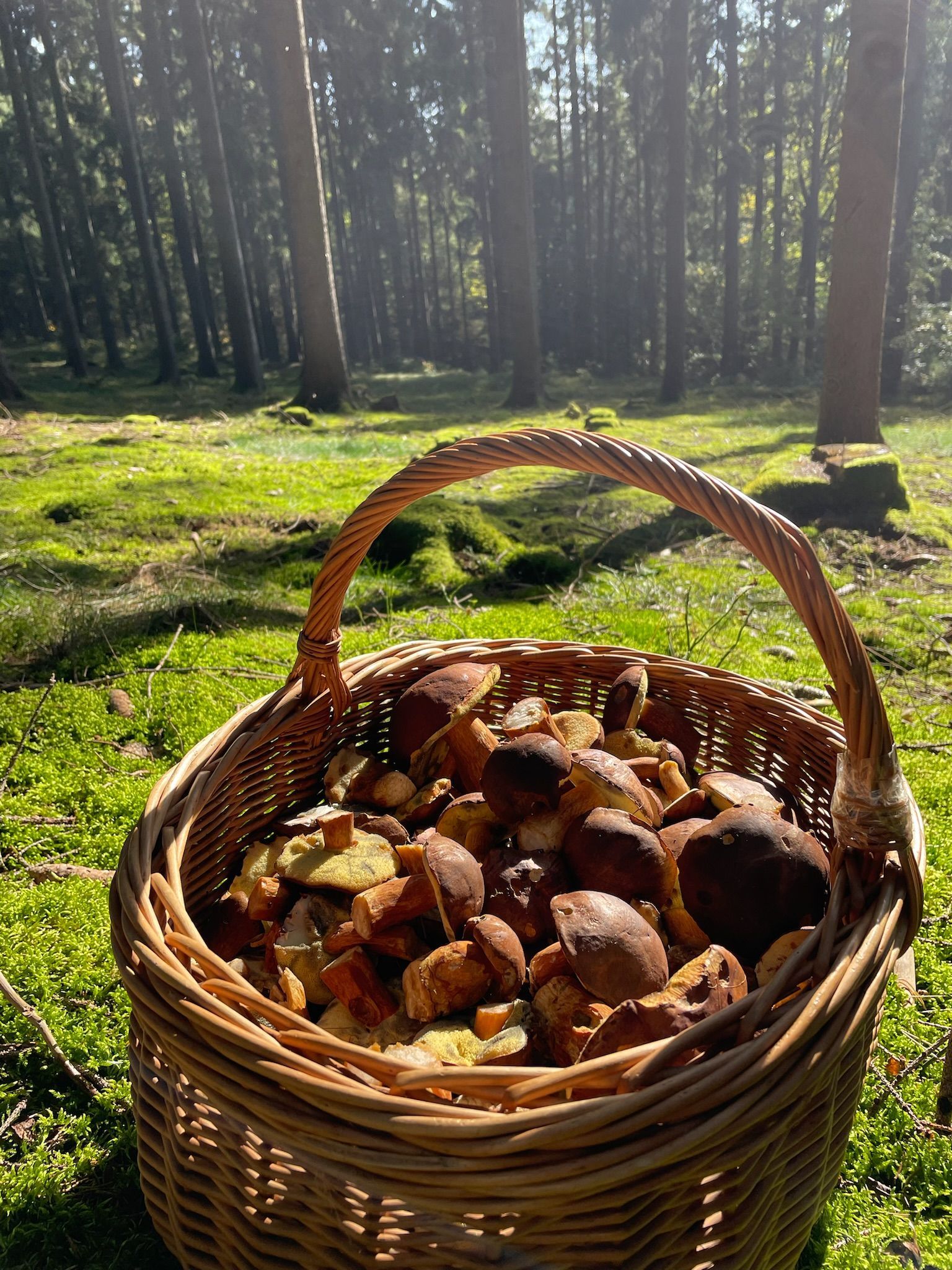 Wicker basket overflowing with brown mushrooms in a sunny forest.