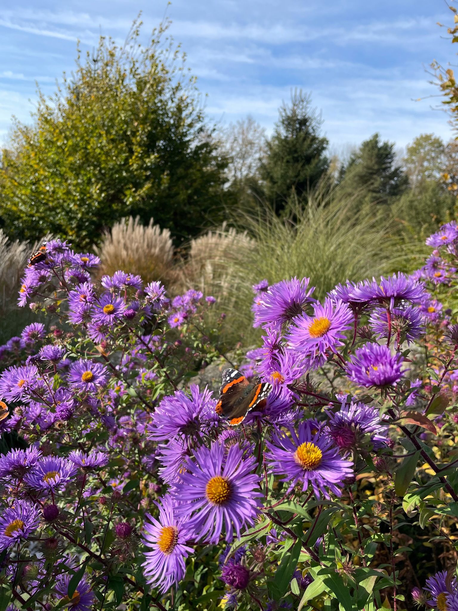 Purple flowers with butterflies, in a garden, with trees and a blue sky.