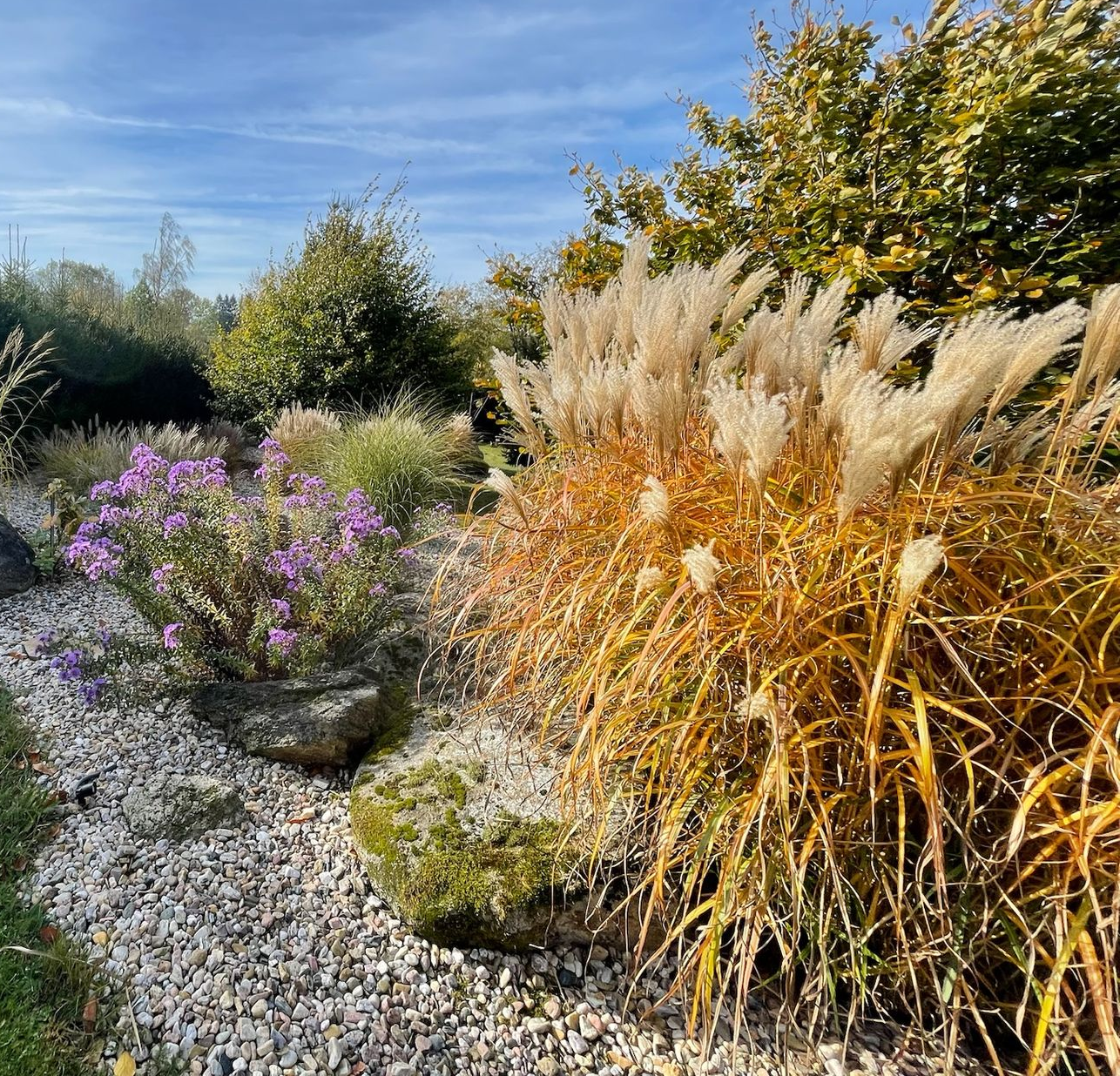 Ornamental grasses and purple flowers in a garden bed with light-colored gravel.
