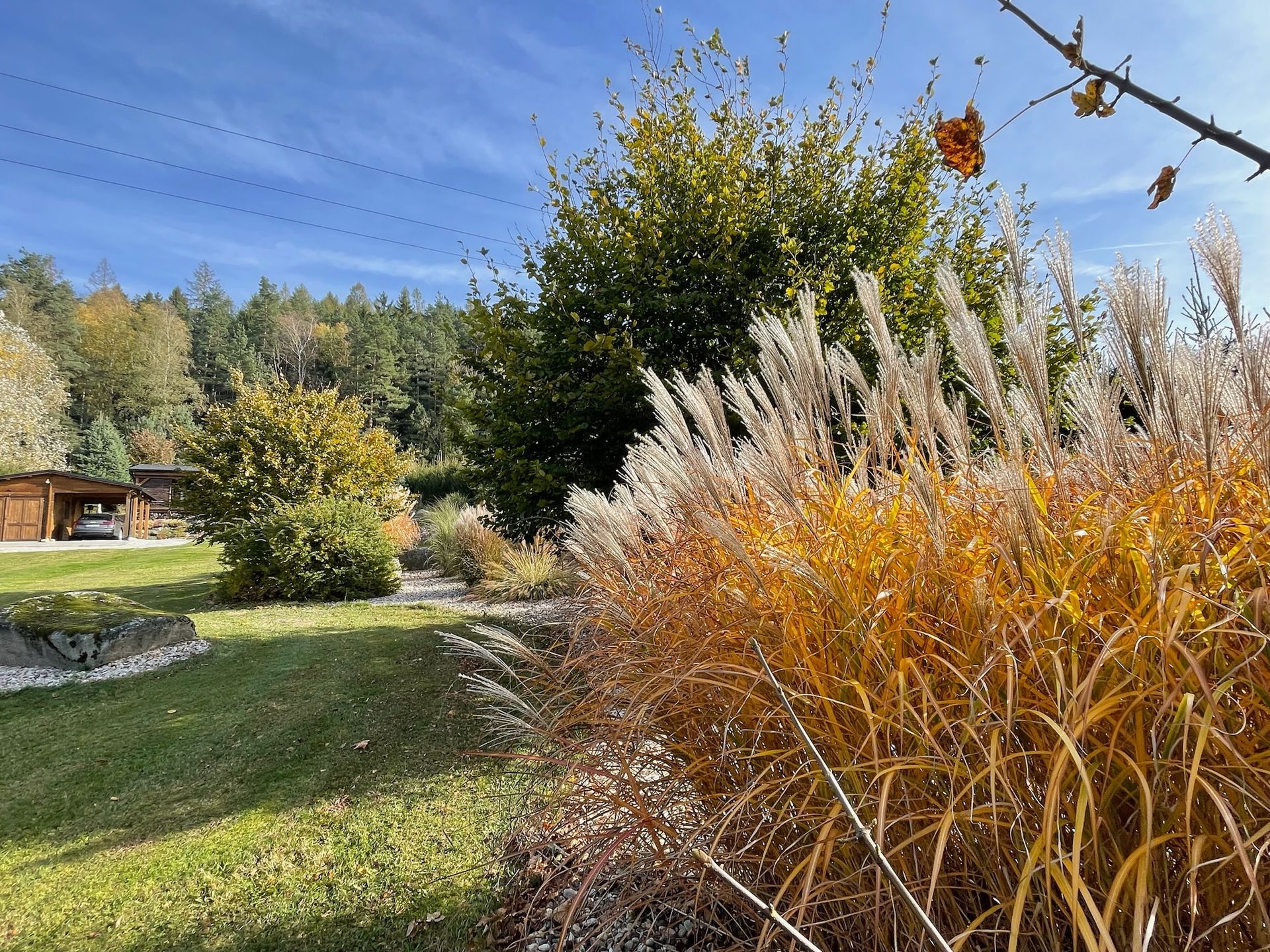 Grassy garden with fall colors, trees in the background, and a blue sky.
