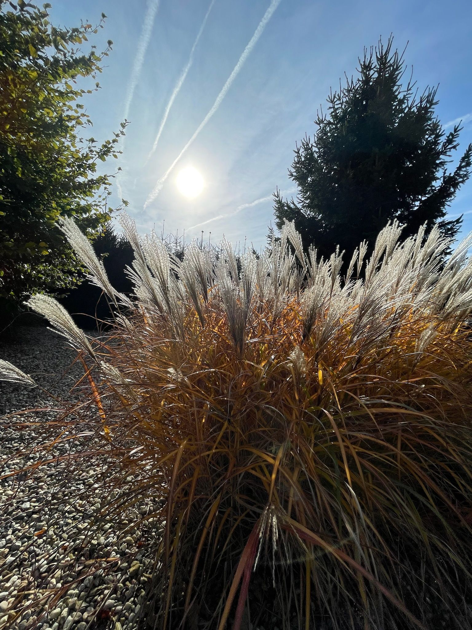 Sunny view of ornamental grass, bright sun, blue sky with jet trails, and trees.