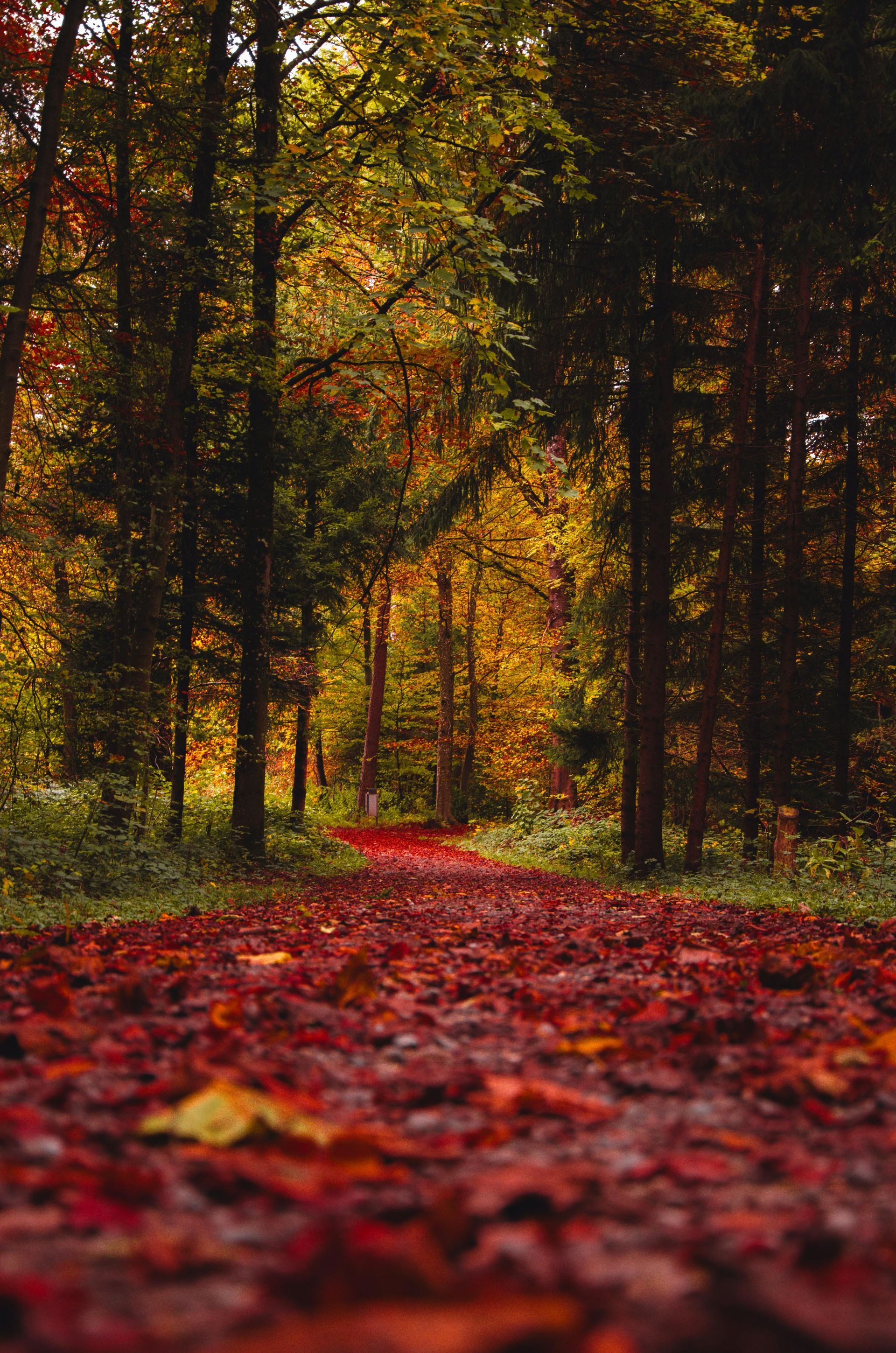 Pathway through autumn forest, covered in red leaves, with trees of fall colors.