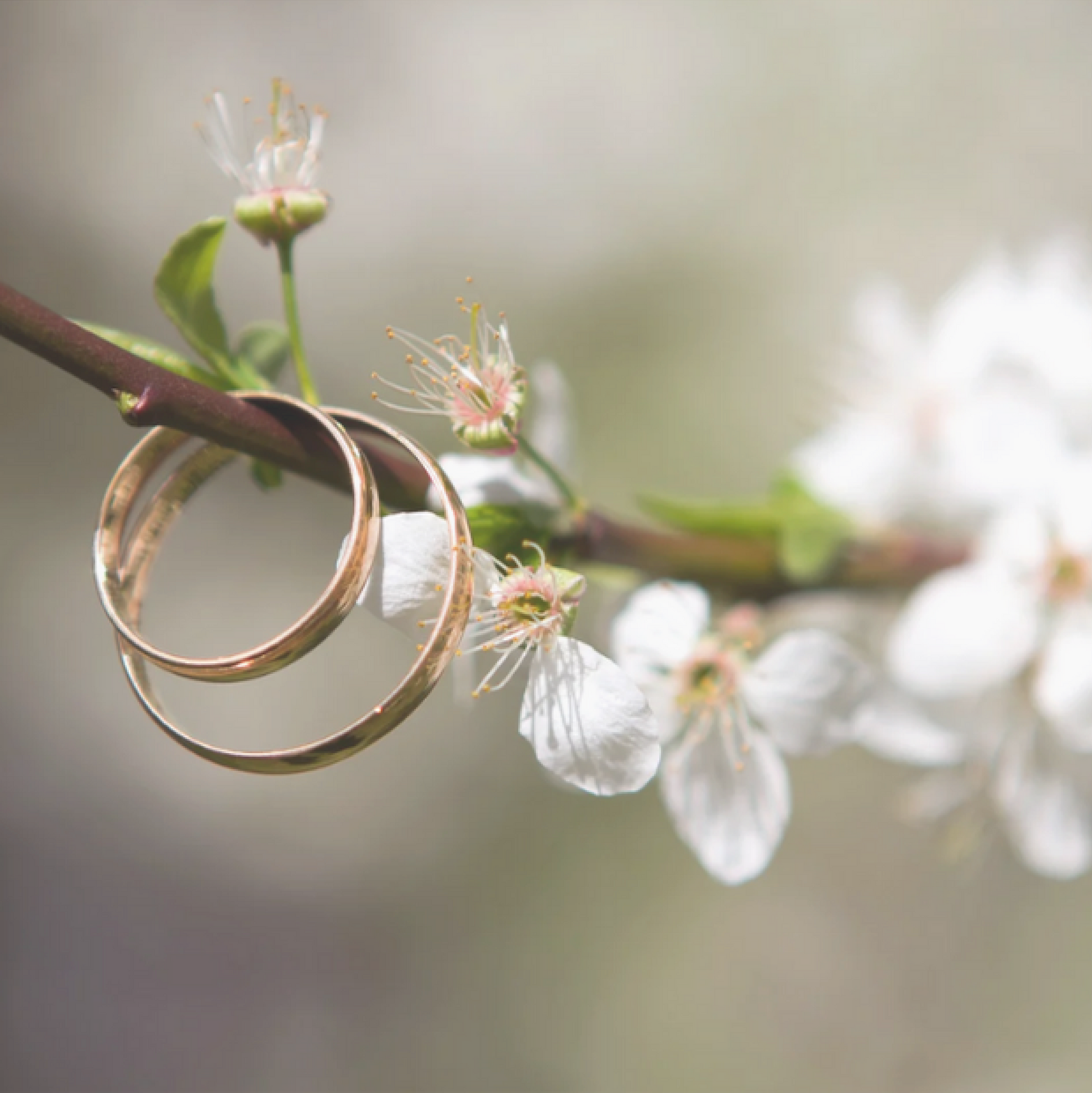 Dva zlaté snubní prsteny spočívají na rozkvetlé větvi s bílými květy.