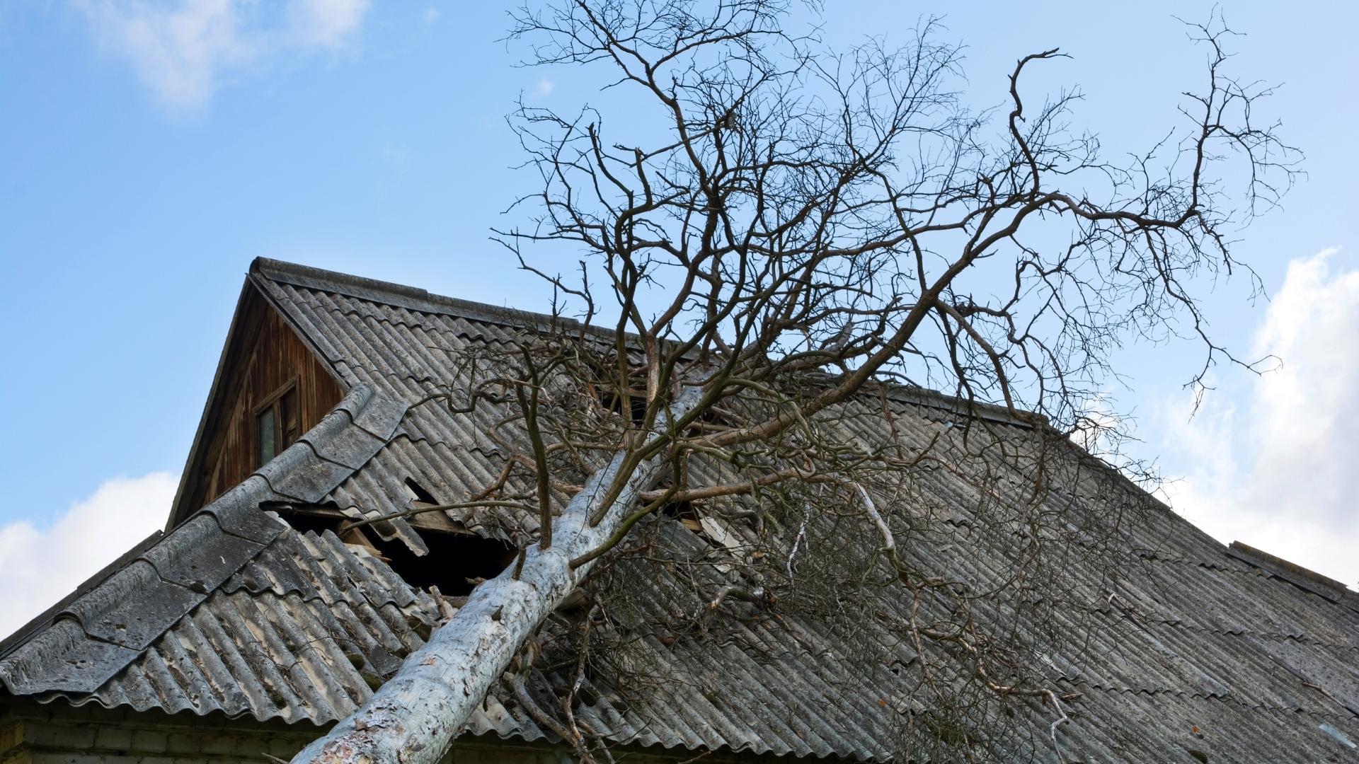 A tree is growing out of the roof of a house.