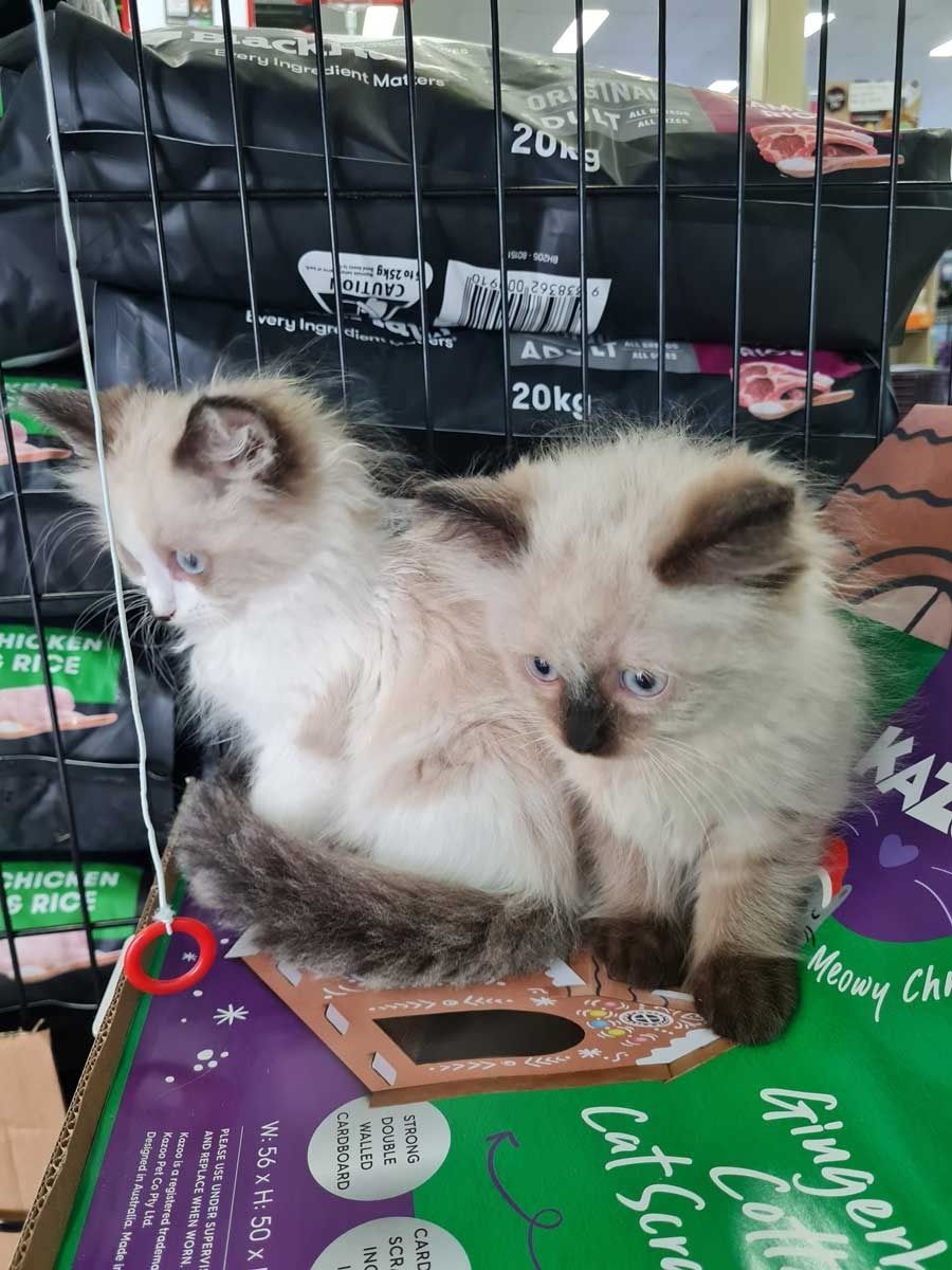 Two Kittens in a Cage Next to a Bag of Cat Litter — Rocky Pet World in Norman Gardens, QLD