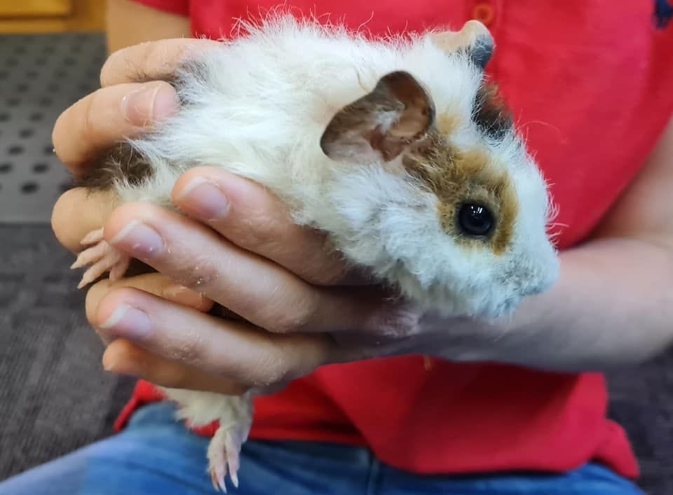 Person is Holding a Brown and White Guinea Pig in Their Hands — Rocky Pet World in Norman Gardens, QLD