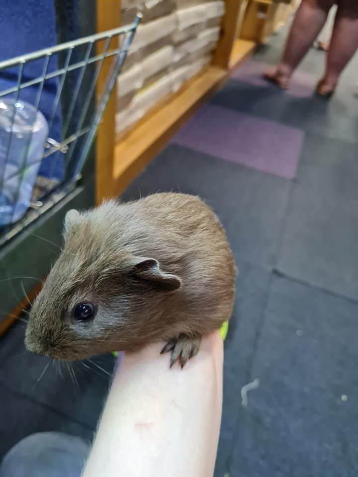 Person is Holding a Small Brown Guinea Pig in Their Hand — Rocky Pet World in Norman Gardens, QLD
