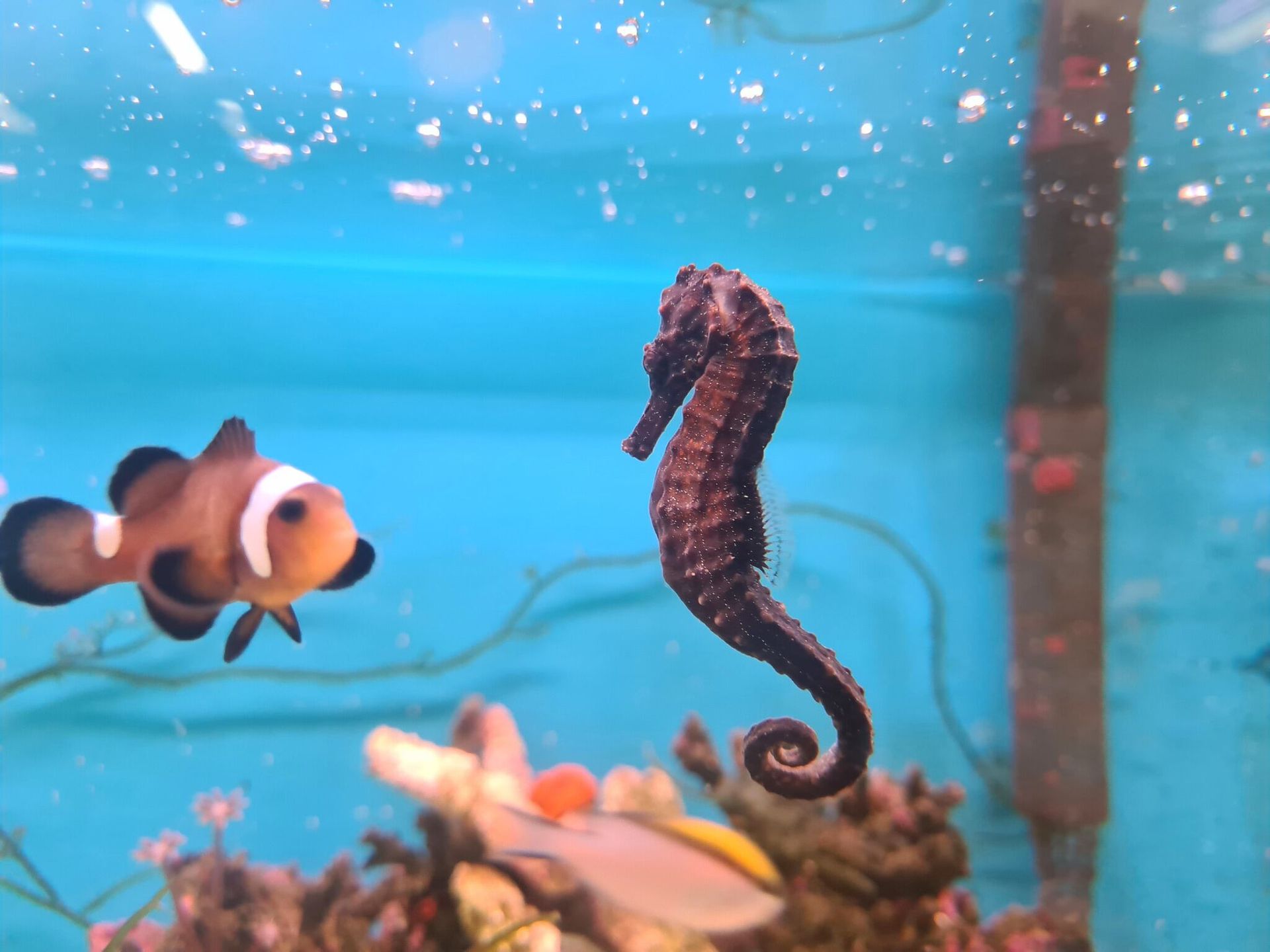 Seahorse is Swimming Next to a Clown Fish in a Tank — Rocky Pet World in Norman Gardens, QLD