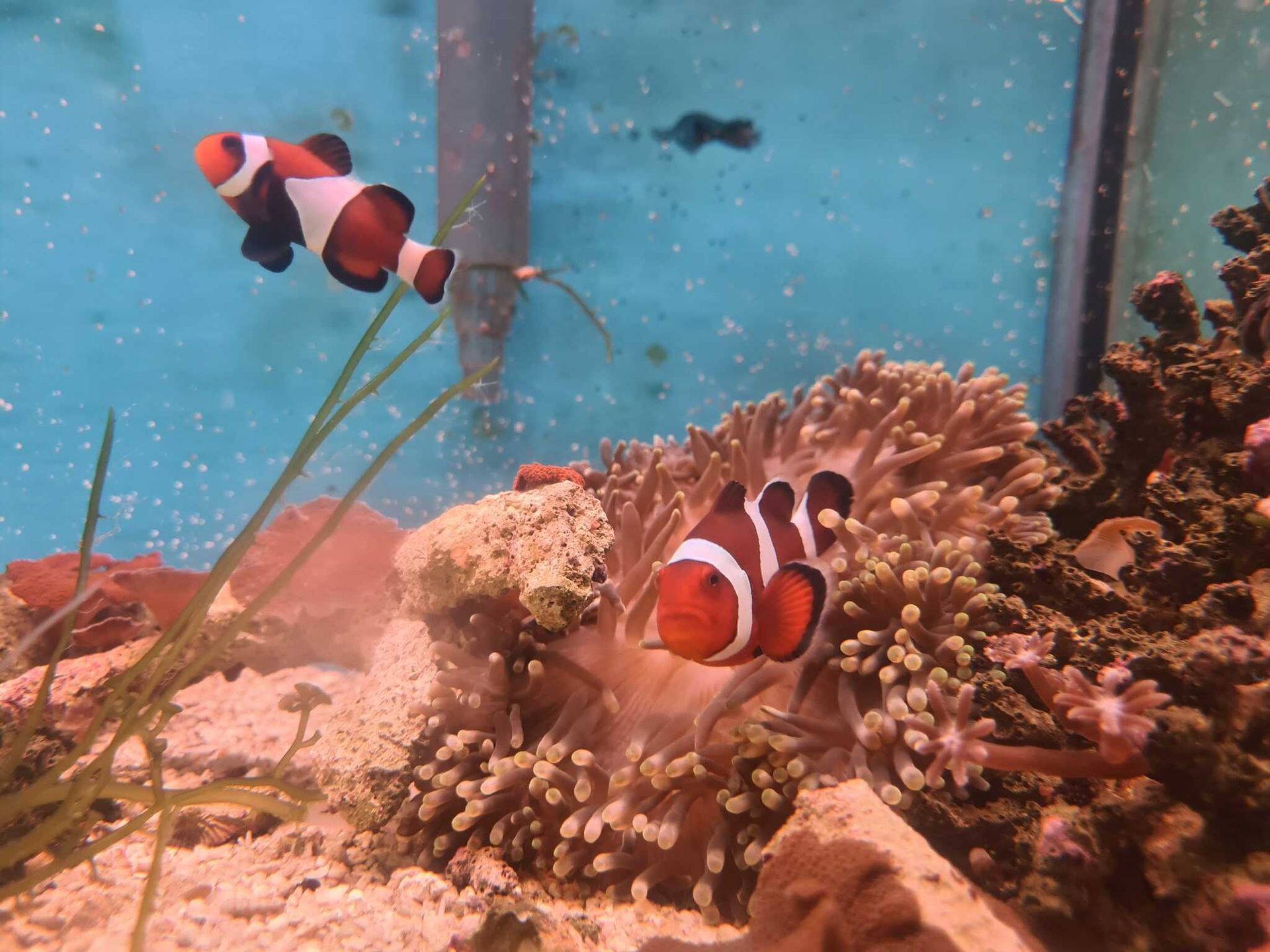 Two Clown Fish Are Swimming in a Tank With Sea Anemones — Rocky Pet World in Norman Gardens, QLD