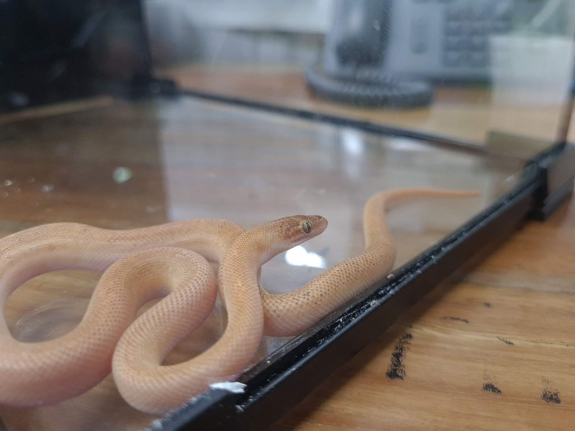 Small Snake is Sitting in a Glass Container on a Wooden Table — Rocky Pet World in Norman Gardens, QLD