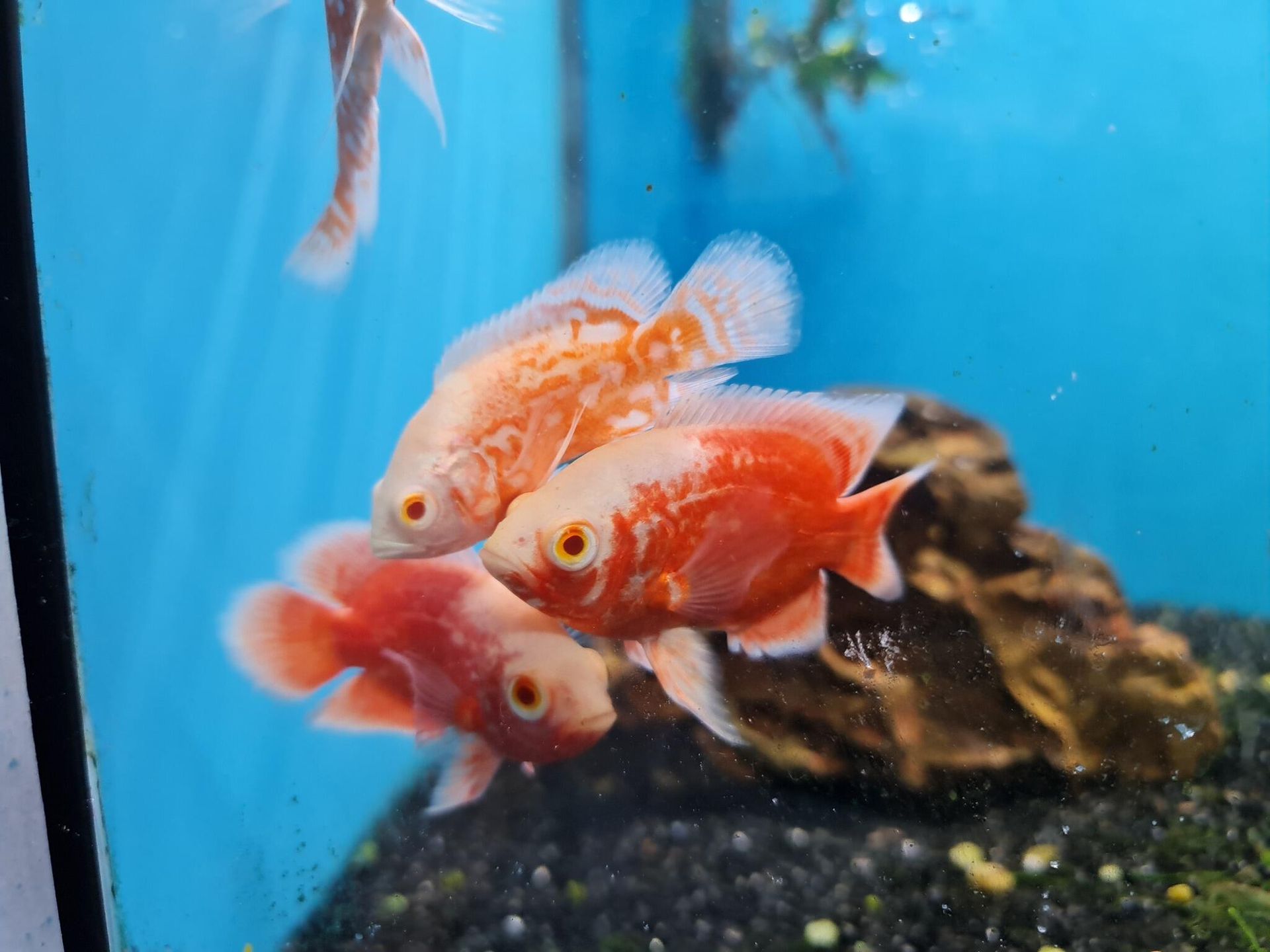 Group of Red and White Fish Are Swimming in a Tank — Rocky Pet World in Norman Gardens, QLD